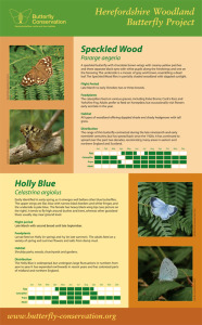 Woodland Butterfly Project display panel