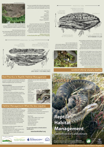 Reptile Habitat Management leaflet (outside)